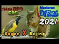 Lagu Masteran Burung MURAI BATU, CUCAK IJO, KACER,  Isian Terbaik SOGON ft BAJING