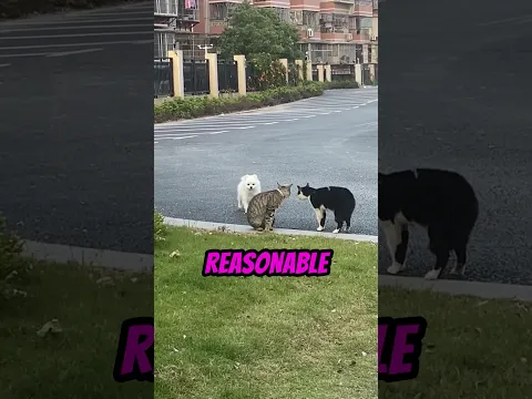This dog really shouldn't have said anything πβ€οΈ #funny #animals