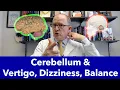 Cerebellum Malfunction Causes Vertigo Dizziness Balance Problems