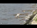 Download Lagu Zwarte ruiter met bonte strandloper (Heiloo- Sammerpolder)