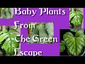Plant Haul from Green Escape Etsy