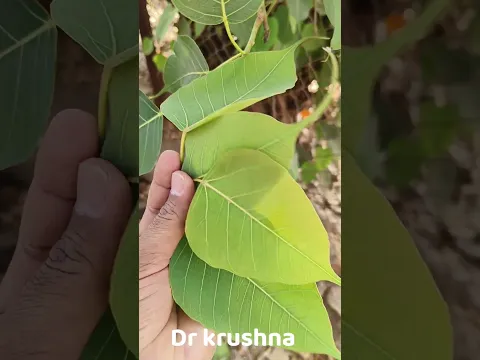 करून पहा मग सांगा | ब्लॉकेजेस अशक्तपणा पोटाचे प्रश्न दूर होतील dr krushna #मराठी #trend #viral #upay