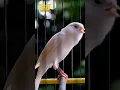 kenari putih lagu lelah