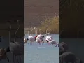 Lagu Dancing Flamingos #dancing #flamingo #nature #wildlife #birds #beautiful #dance #cute #lake HA93322