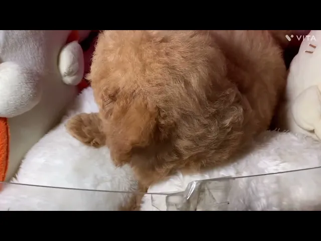 動画