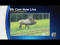 Game Commission Elk Cam Live