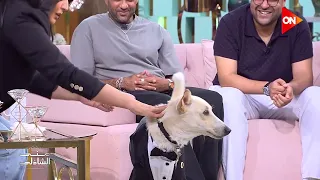 الكلب رامبو بيتمشى ف الاستوديو براحته ذكاء الكلب البلدي 