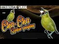 Download Lagu MASTERAN ISTIMEWA PLECI CHA CHA - PLECI NEMBAK SEJALUR LANGGANAN JUARA - #masteranpleci #plecijuara