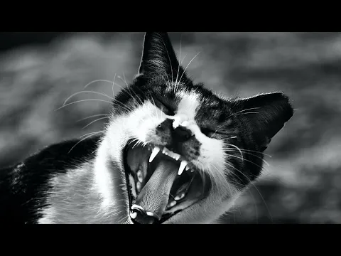 Download MP3 Angry Cat Sounds - This Cat Sounds Angry | Cat Sounds 🐱