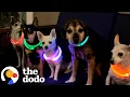 Download Lagu Woman Throws Rave Parties For Her Senior Dogs | The Dodo