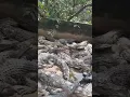 Download Lagu Penampakan Ratusan Buaya Dalam 1 Kandang / Buaya Macan Kumbang Medan