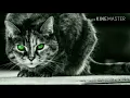 Alok &  Mathieu Koss| Big jet Plane
