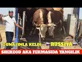 Download Lagu SHERZOD AKA FERMASIDA RASISKIY G'UNAJIN GREFORD BUQALAR ☎️932222555 ☎️938789090 ☎️996676999