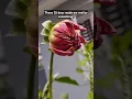 Download Lagu Journey of Dahlia flower 🌸 time lapse #dahlia #flowers #nature #shorts #timelapse #trending #short