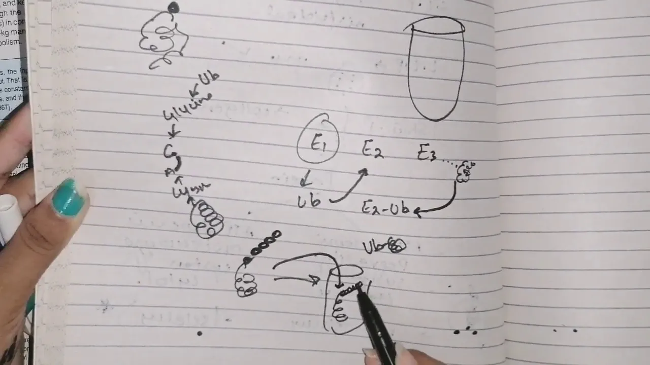 Protein degradation, Ub-proteasome-system, #amino_acid_metabolism #biochemistry