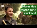 Download Lagu Hochwertiges Heu, gesunde Kühe, mehr Milch: Die moderne Heutrocknung | Heumilch | Unser Land | BR