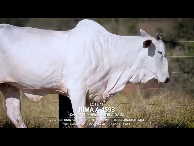 2 Vacas Nelore P.O.