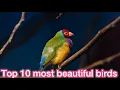 Download Lagu Top 20 Most Beautiful Singing Birds in the World| Relaxing Nature