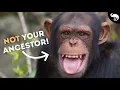 We Did NOT Come From Chimpanzees