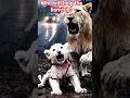 Download Lagu Who will help the lion cub? | Who Stopped to Rescue a White Lion Cub on a Busy Road?