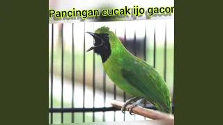 Download Pancingan Cucak Ijo Gacor (Live) MP3