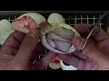 2018 Ball Python Egg Cutting Spied and Banana Het Pied X 100 Het Pied