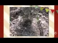 Boletus rex-veris - fungi kingdom