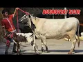 Download Lagu Shamshod Ukamizdan 5 Bosh Sigirlar Sotiladi 
