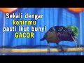 Download Lagu HITUNGAN DETIK PASTI KONIN BAKAL IKUT NYAUT dan GACOR dengan Pancingan Kolibri Ninja ini