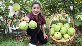 Cooking with Sreypov: Harvest seedless guava from backyard and cooking