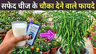 मिर्च की जड़ों में डालो जादुई खाद इतनी मिर्ची लगेगी तोड़ते तोड़ते थक जाओगे