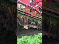 Lagu Carrot harvesting in Serbia in full swing #carrot #vegetables
