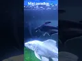 Paradise Inside Water 💦 | Mini Aquarium Setup | Calming Fish Short #ytshorts #aquariumhobby