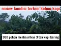 Download Lagu review kebun kopi terkini yang menghasilkan 900 pohon 3 ton buah kopi kering