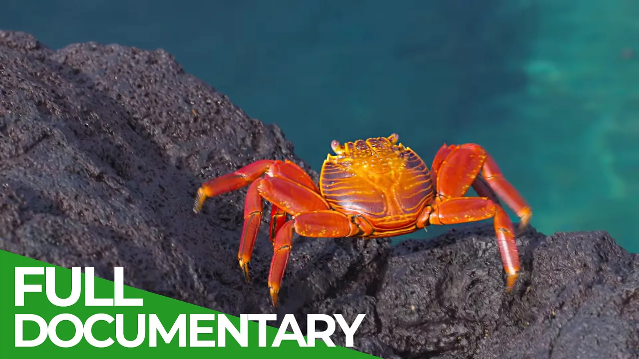 Ecuador's Wild Side: Exceptional Amazon Wildlife documentary thumbnail