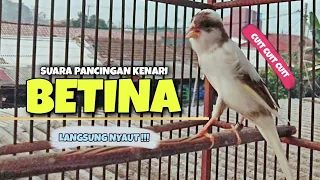 Download PANCINGAN Kenari BETINA Cuit Cuit || MASTRERAN Kenari PAUD Agar Cepat Bunyi #3 MP3