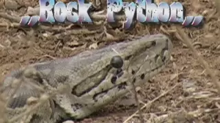 Download African Rock Python.KrugerPark MP3