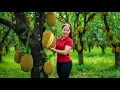 Lagu Harvesting 1000+ Giant Jackfruit On Hill Goes To Market Sell, Enjoying Traditional Jackfruit Yogurt