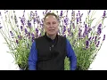 29 - Lavender Big Blue Perennial Trio