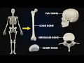 Types of bones Long short Flat irregular Sesamoid bones 3d illustration