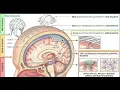 Part 3 Brain Computer Interface Technology BCI Mind Reading Technology