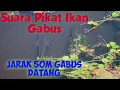 Suara Pikat Ikan Gabus