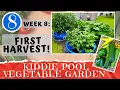 KIDDIE POOL VEGETABLE GARDEN - Week 8 First Harvest Pool Drain Plug Install Container Gardening