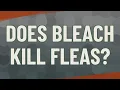 Does bleach kill fleas