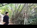 Download Lagu Dad saw Monkey Kaka happily climbing the tree and felt somewhat happy.