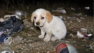 She was Thrown Away… But after we Rescued Her, She Changed Completely