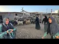 Download Lagu Exploring the Challenges of Nomadic Life: Family Struggles and Lost Sheep😮‍💨😰🐑🐐