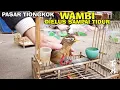Download Lagu SITUASI PAGI PASAR BURUNG TIONGKOK BANYAK STOK BURUNG POKSAY WAMBI \u0026 POKSAY HONGKONG
