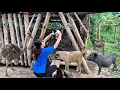 Download Lagu Volledige video: Vietnamees meisje verkoopt eenden en bouwt nieuw huis voor huisdieren, kookt - Pa T