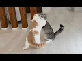 Download Lagu 大きくなった弟と相撲取ったら兄猫がまさかのこうなっちゃいました…www